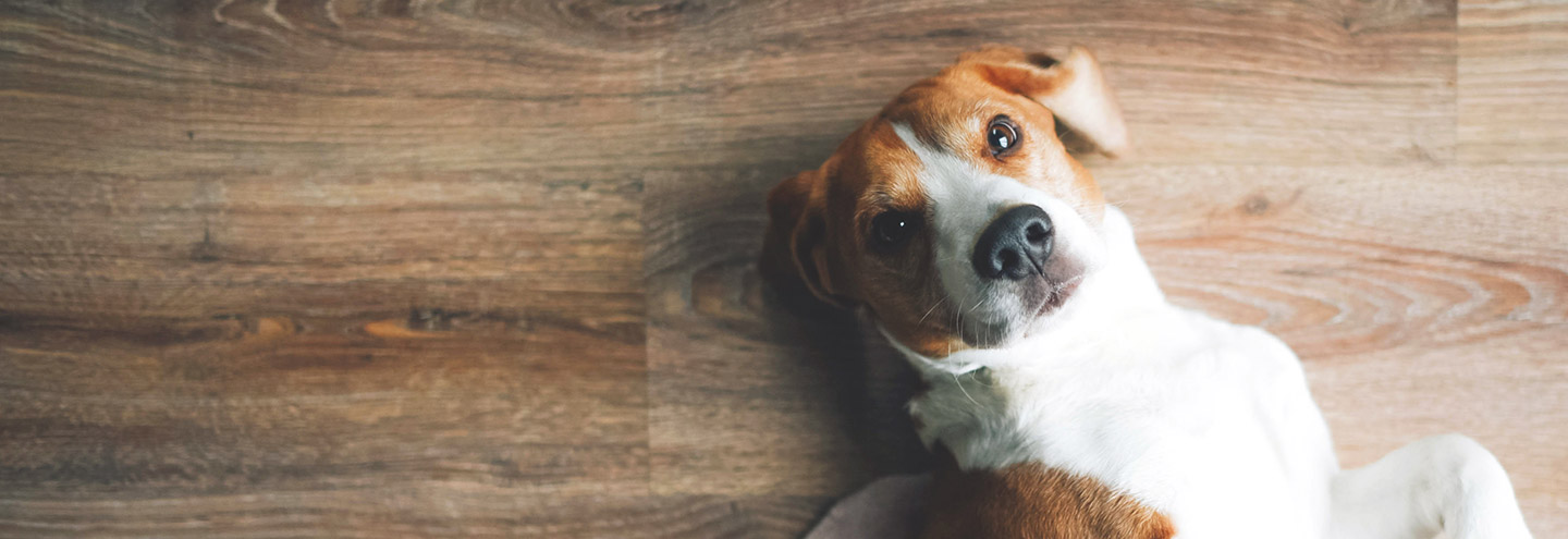 Imagem como-acolher-cuidar-e-educar-um-cao-ou-gato