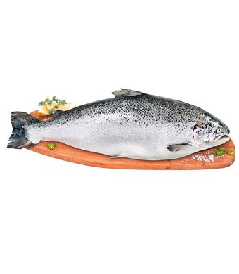 Imagem Sem 42 - Salmão
