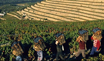Imagem dia internacional vinho do porto