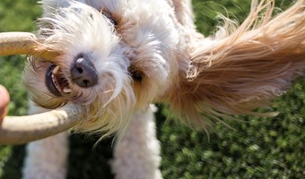Imagem Dicas para adoção animais