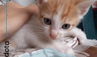 Imagem Gatinho bébé