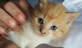Imagem Gatinha bébé