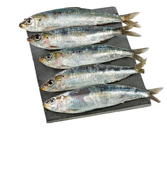 Imagem Sem 21- sardinha fresca