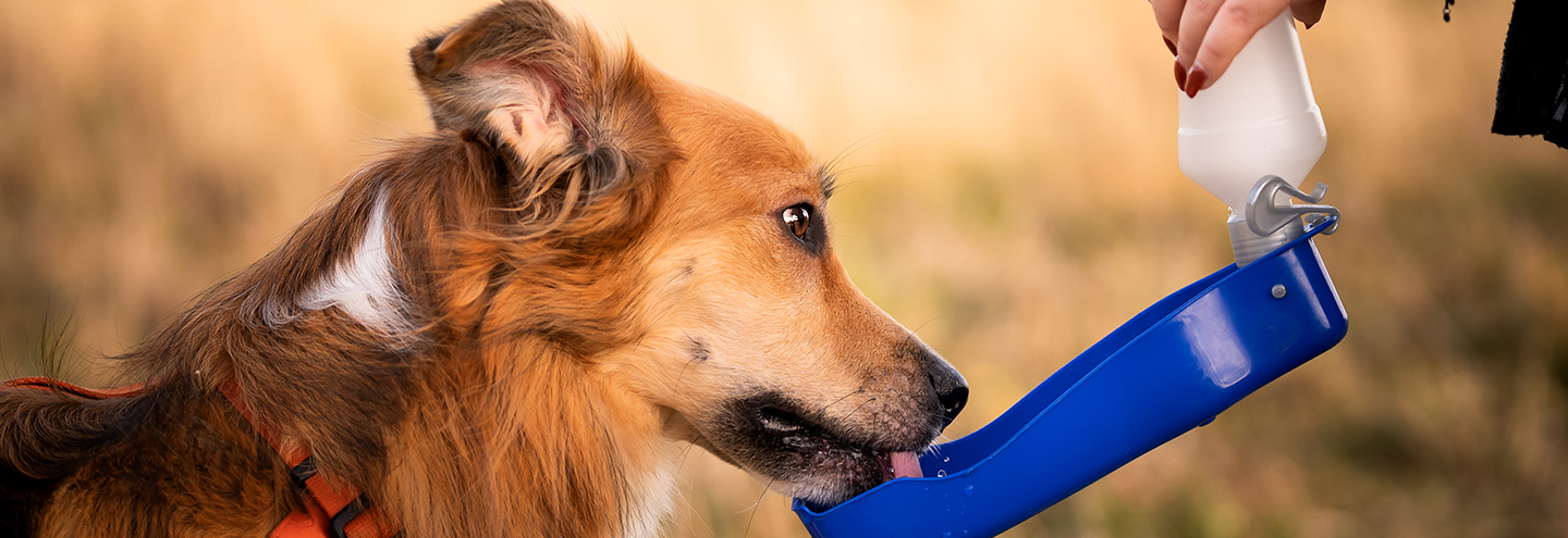 Imagem Cuidados com o animal de estimação no verão