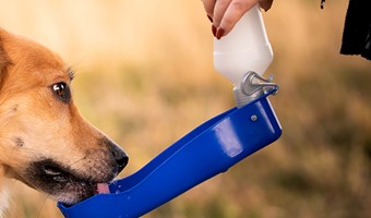 Imagem Cuidados com o animal de estimação no verão