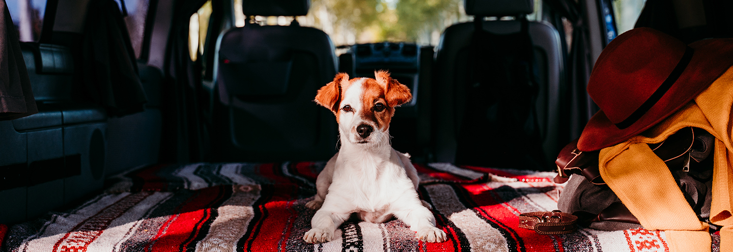 Imagem Planear as férias com animais de estimação