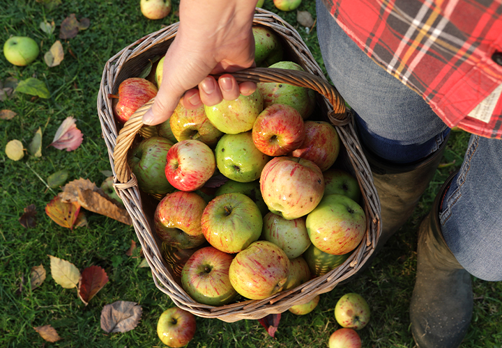 Tabuleiro com pimentos e batatas