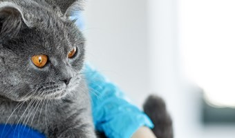 Imagem Primeiros Socorros para animais de estimação