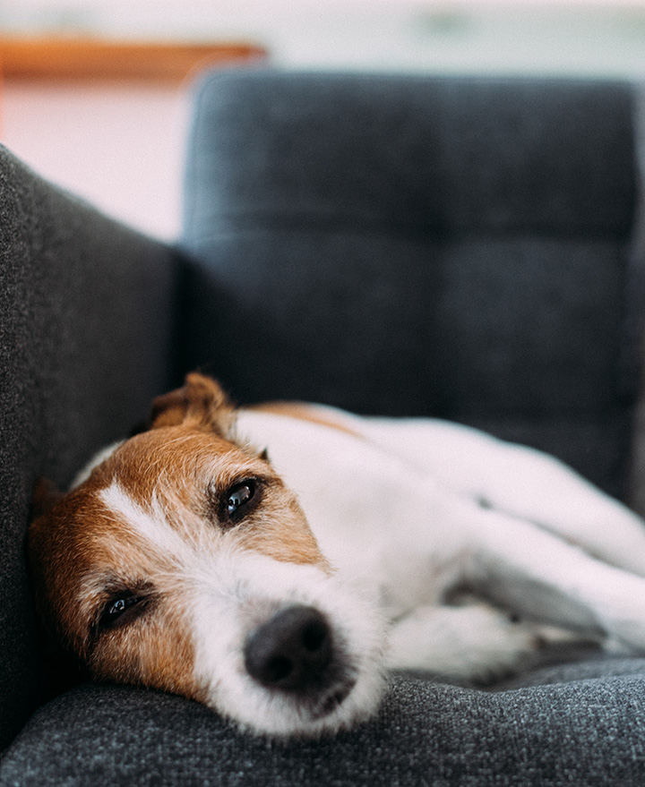 cão