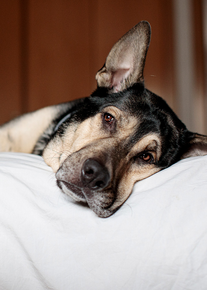 cão deitado