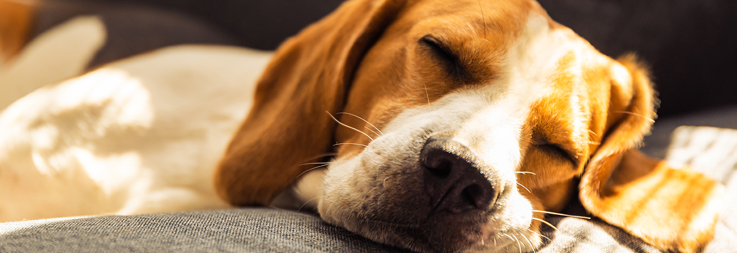 Imagem Epilepsia em animais