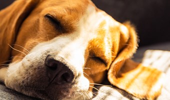 Imagem Epilepsia em animais