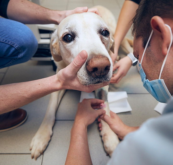 veterinário