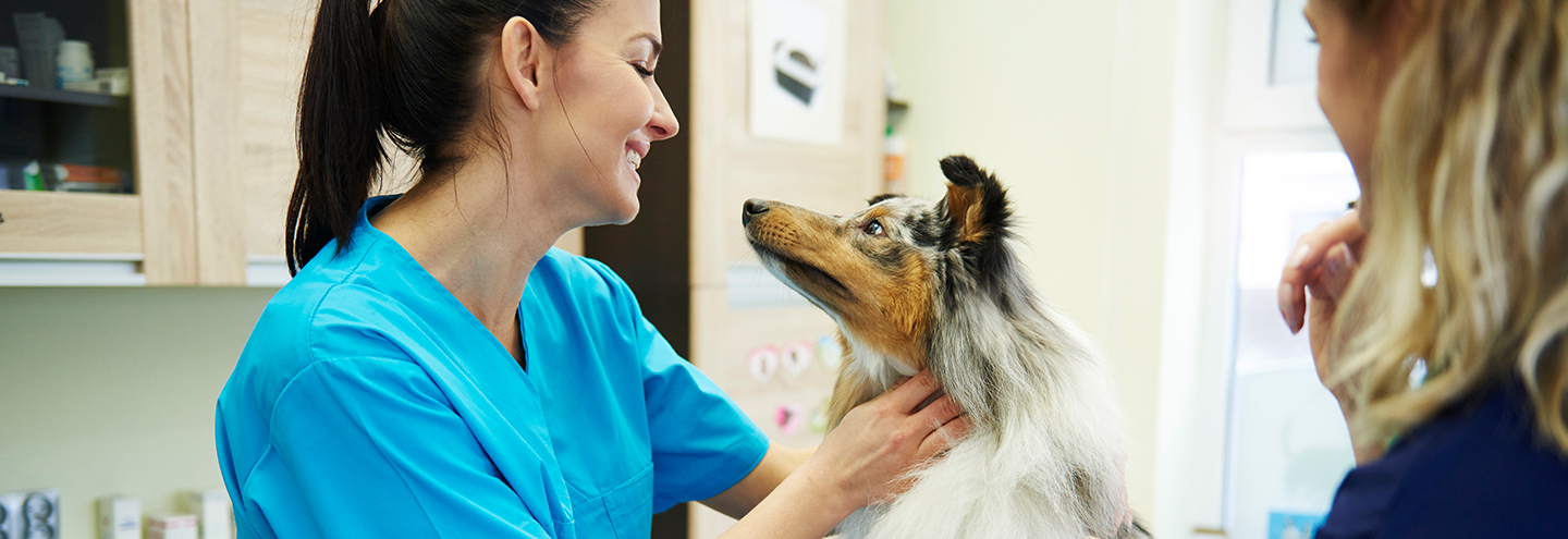 Imagem Banco de Sangue Animal