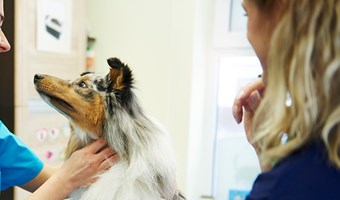 Imagem Banco de Sangue Animal