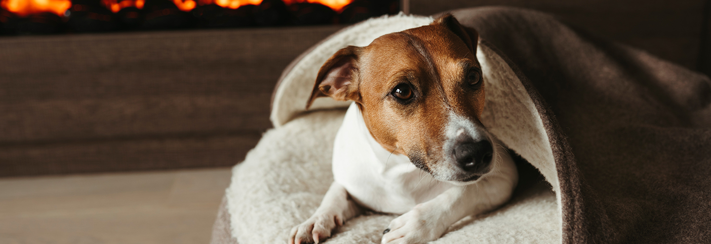 Imagem Alimentação dos Animais durante o Inverno