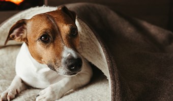 Imagem Alimentação dos Animais durante o Inverno