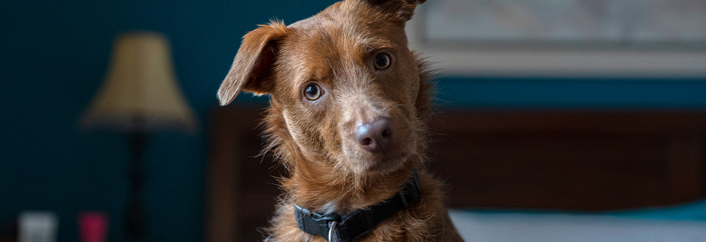 Imagem Os sinais transmitidos pela postura de cães e gatos