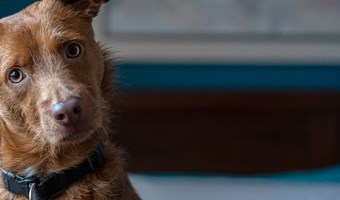 Imagem Os sinais transmitidos pela postura de cães e gatos