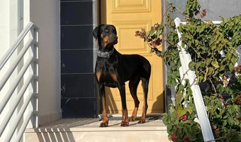 Imagem Sam da Dobie Hope