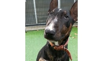 Imagem Hilário da Dobie Hope