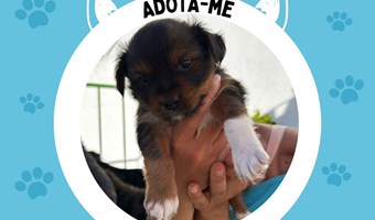 Imagem Bebé de porte pequeno