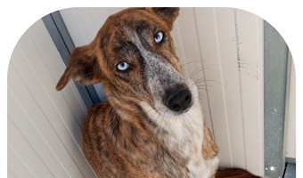Imagem Ringo