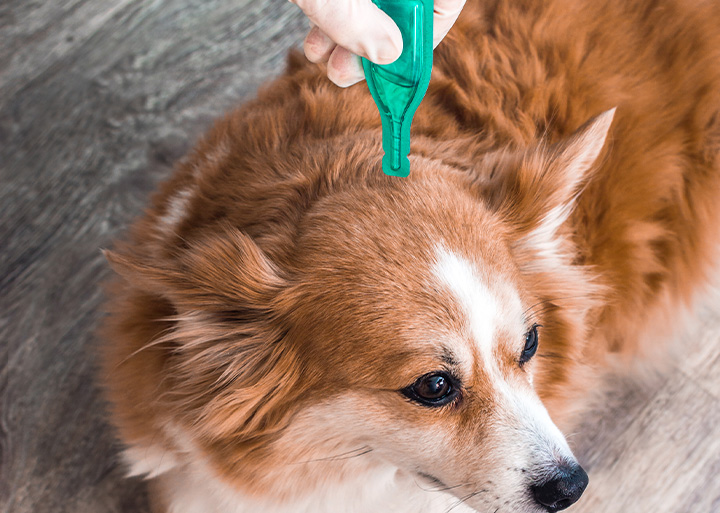 cão