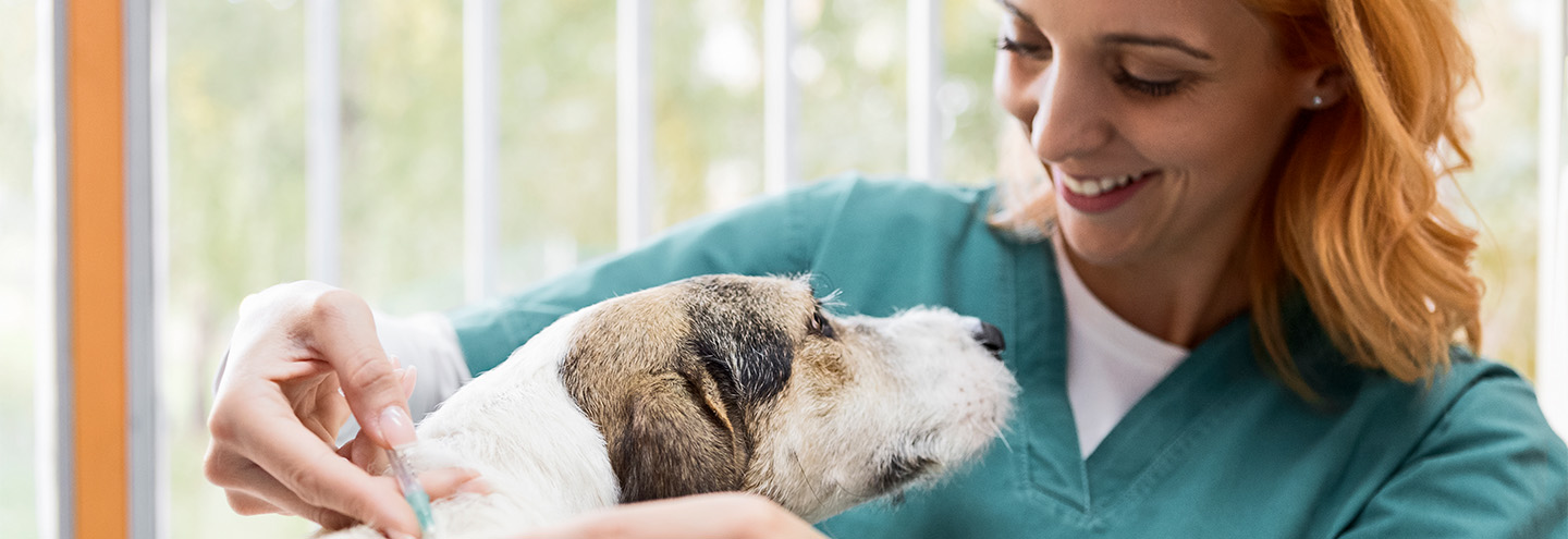Imagem Tudo sobre desparasitação