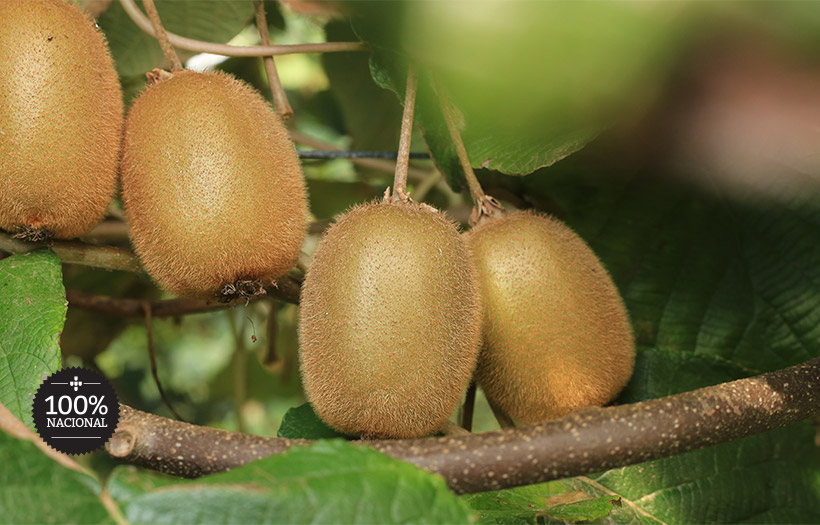 kiwis