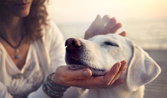 Imagem Encontrei um animal perdido e agora