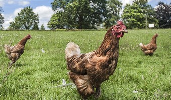 Imagem FRANGO DO CAMPO LUSITANO