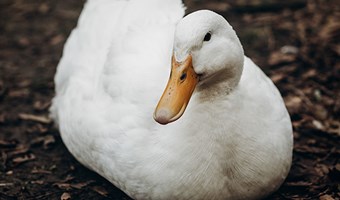 Imagem PATO